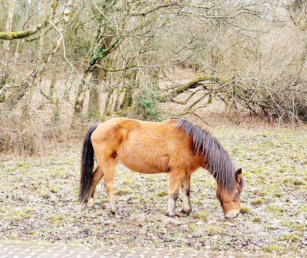 In The Heart Of The New Forest Fordingbridge Esterno foto