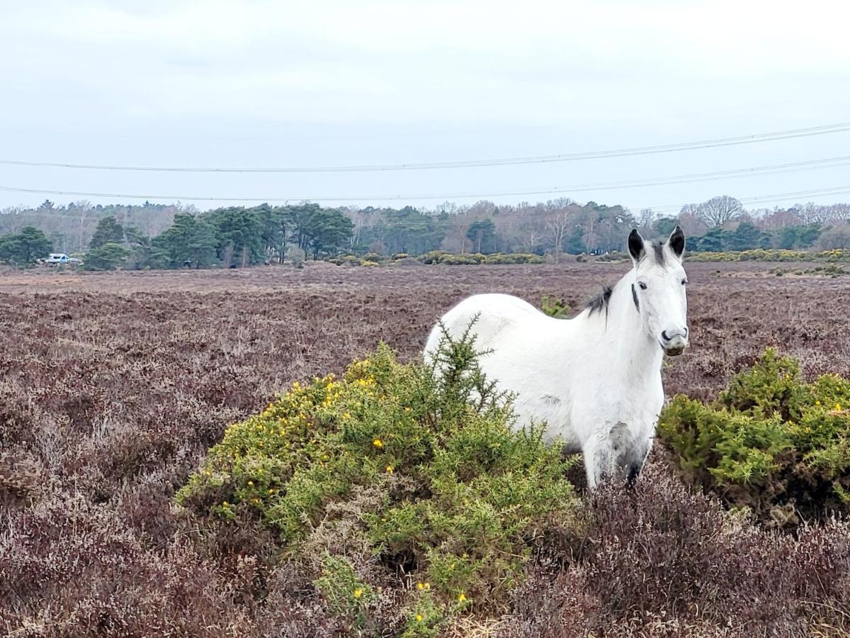 In The Heart Of The New Forest Fordingbridge Esterno foto